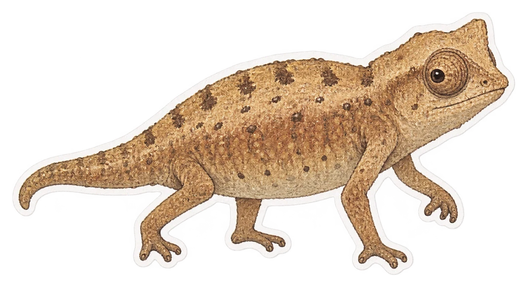 Le caméléon nano (Brookesia nana)