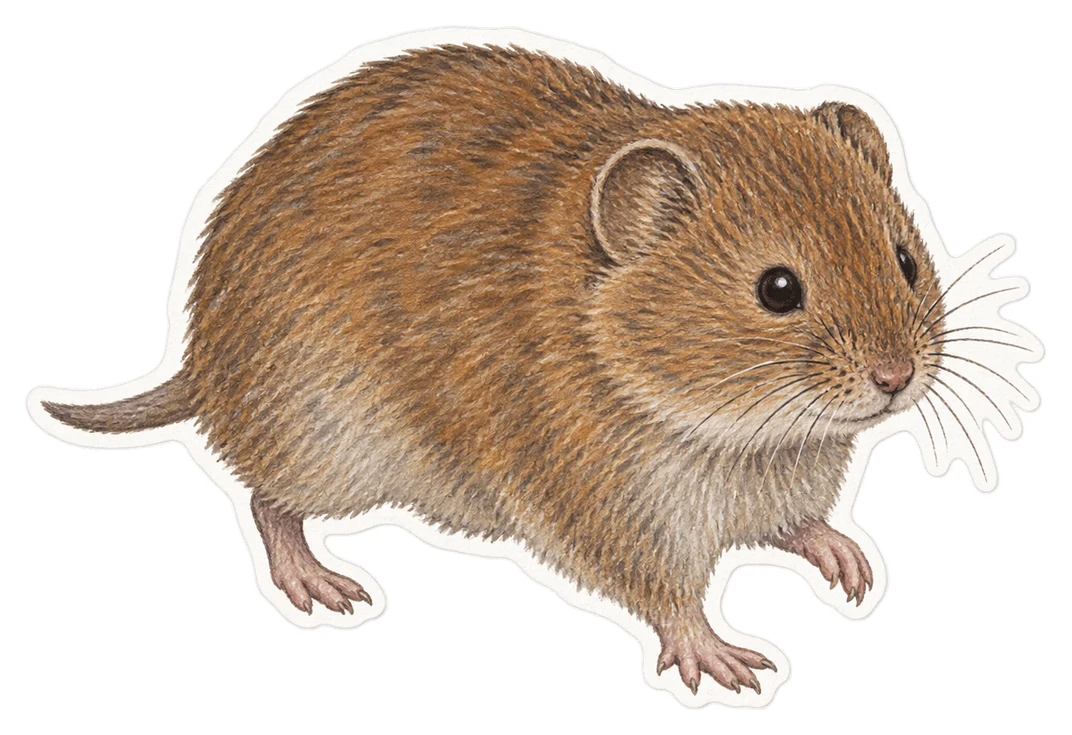 Le campagnol des champs (Microtus arvalis)