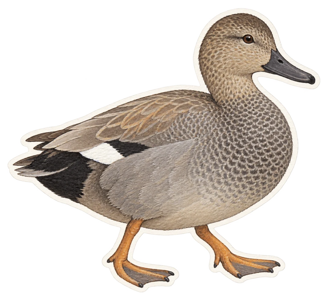 Le canard chipeau (Mareca strepera)