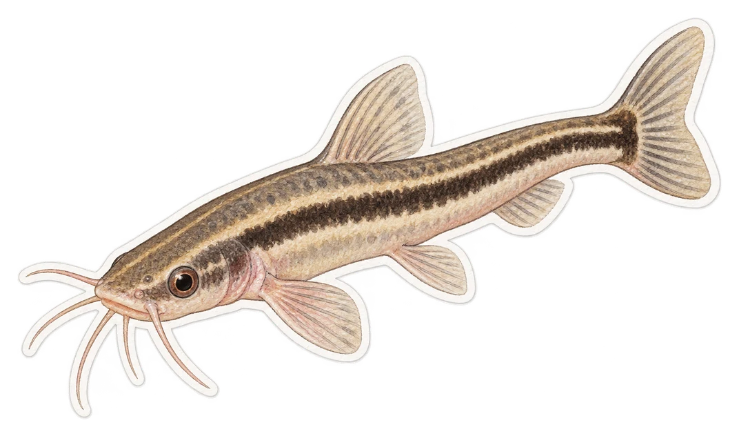 Le candiru (Vandellia cirrhosa)