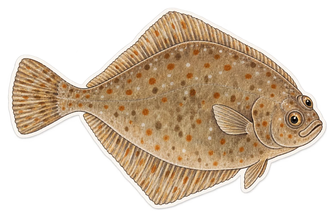 La cardine franche (Lepidorhombus whiffiagonis)