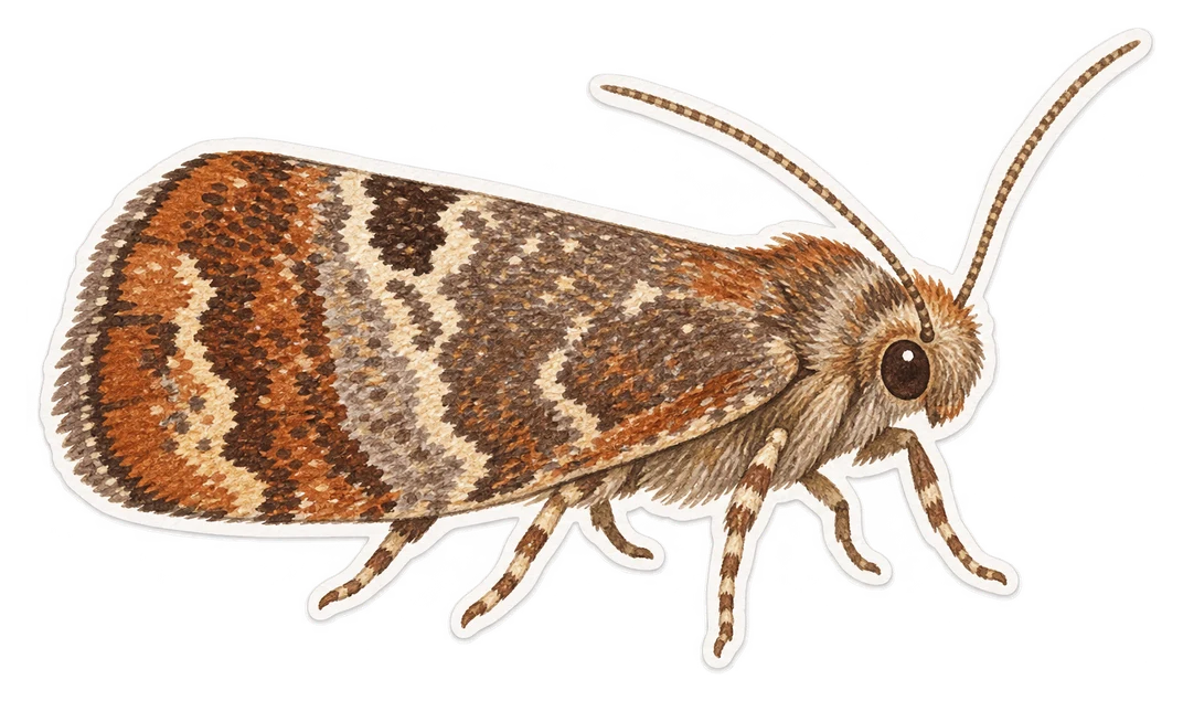 Le carpocapse des châtaignes (Cydia splendana)