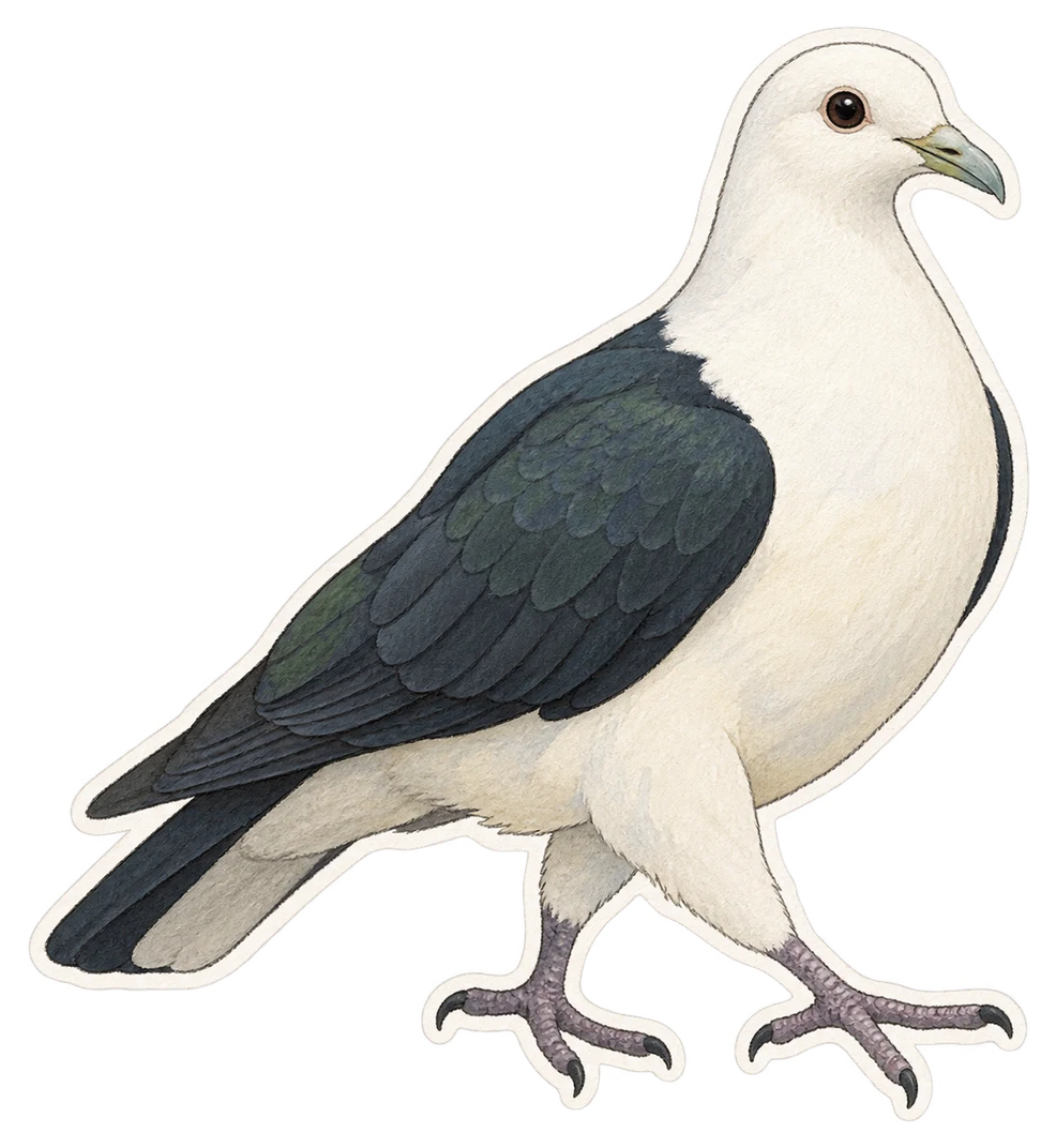 Le carpophage blanc (Ducula bicolor)