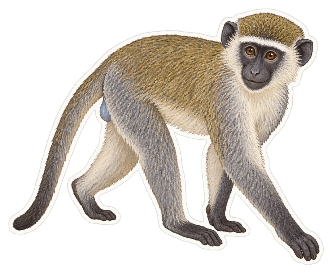 Le cercopithèque à diadème (Cercopithecus mitis)