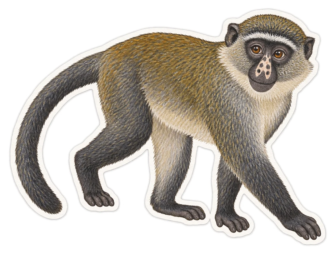 Le cercopithèque à nez tacheté (Cercopithecus petaurista)