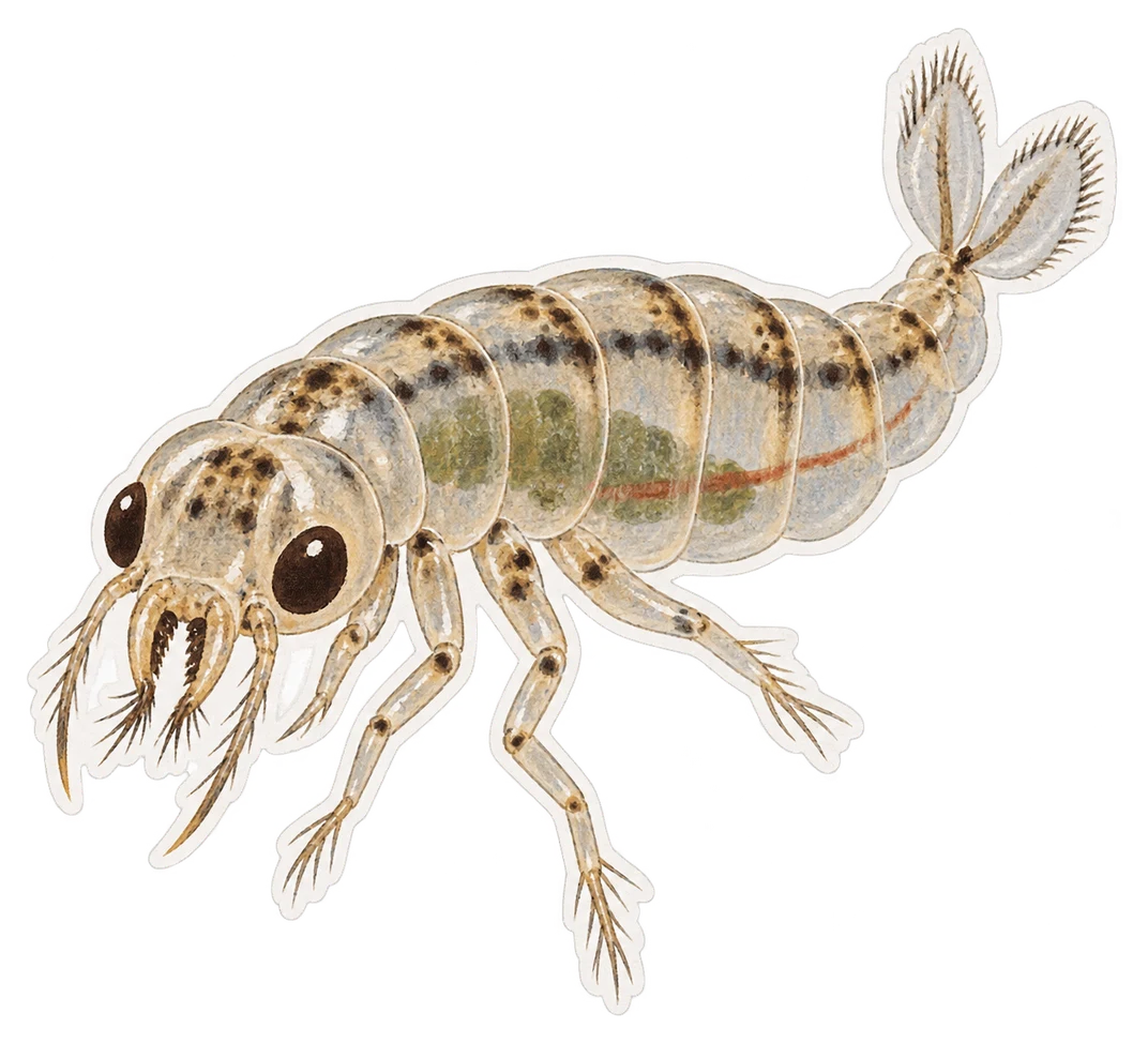 Le chaobore cristallin (Chaoborus crystallinus)