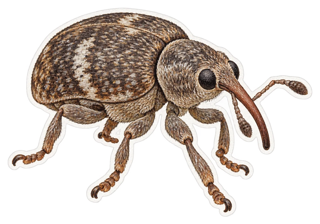 Le charançon de la pomme (Anthonomus pomorum)