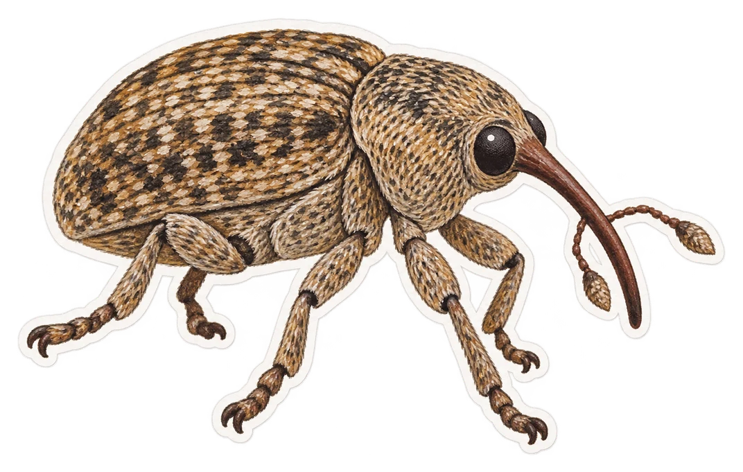 Le charançon du cotonnier (Anthonomus grandis)