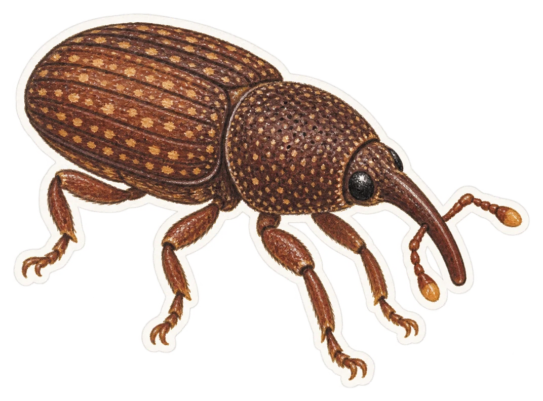 Le charançon du riz (Sitophilus oryzae)