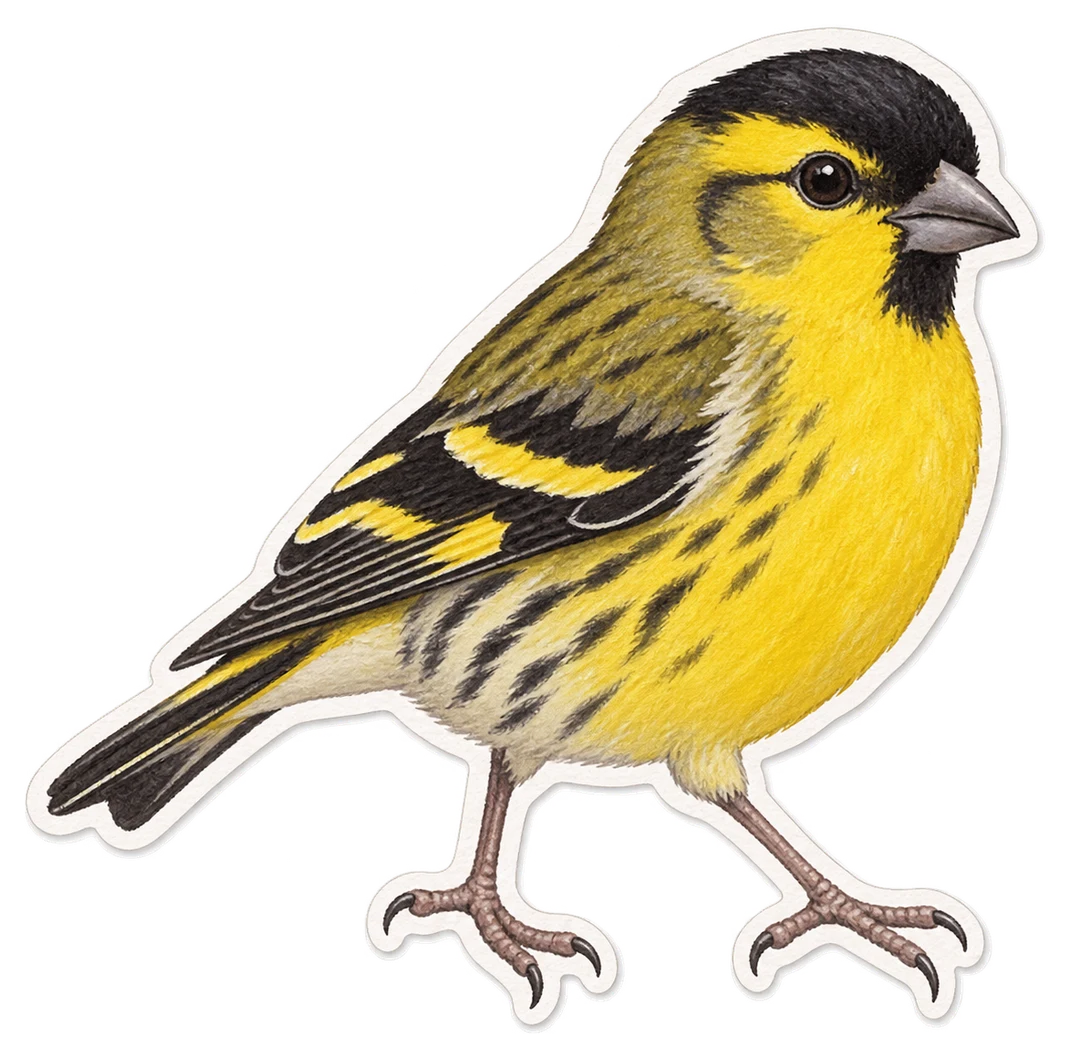 Le chardonneret à ventre jaune (Spinus xanthogastrus)