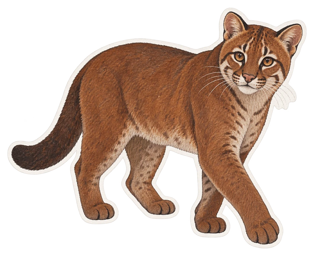 Le chat bai (Catopuma badia)