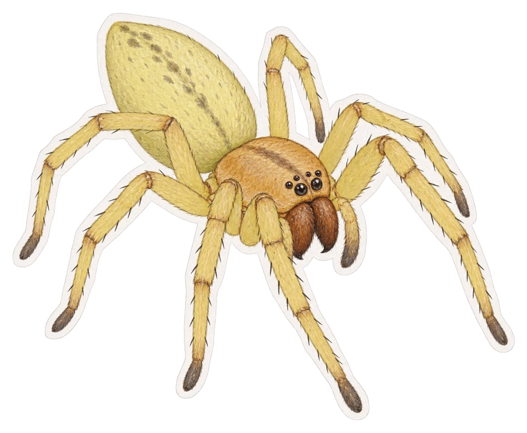 Le cheiracanthe ponctué (Cheiracanthium punctorium)