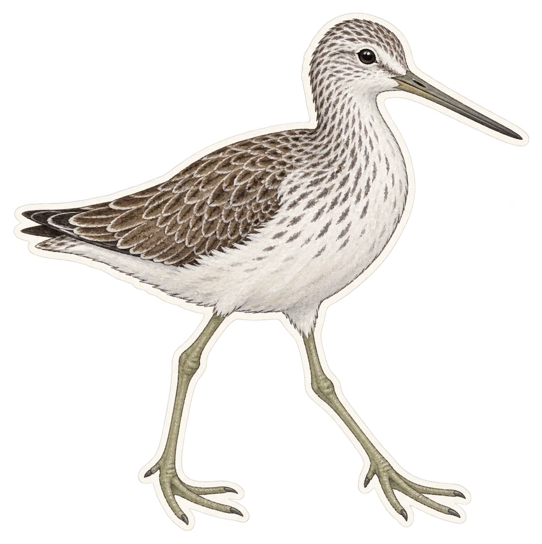 Le chevalier aboyeur (Tringa nebularia)