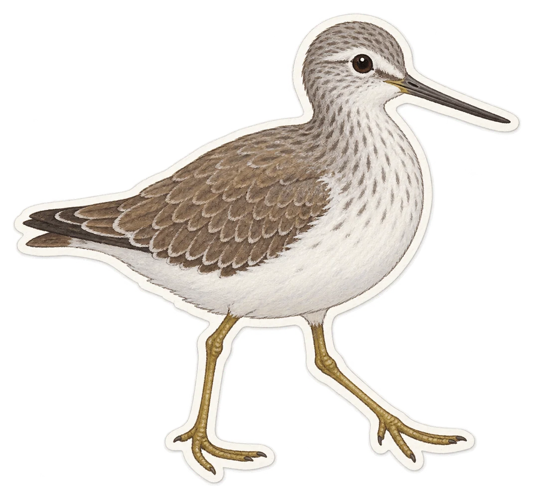 Le chevalier bargette (Xenus cinereus)