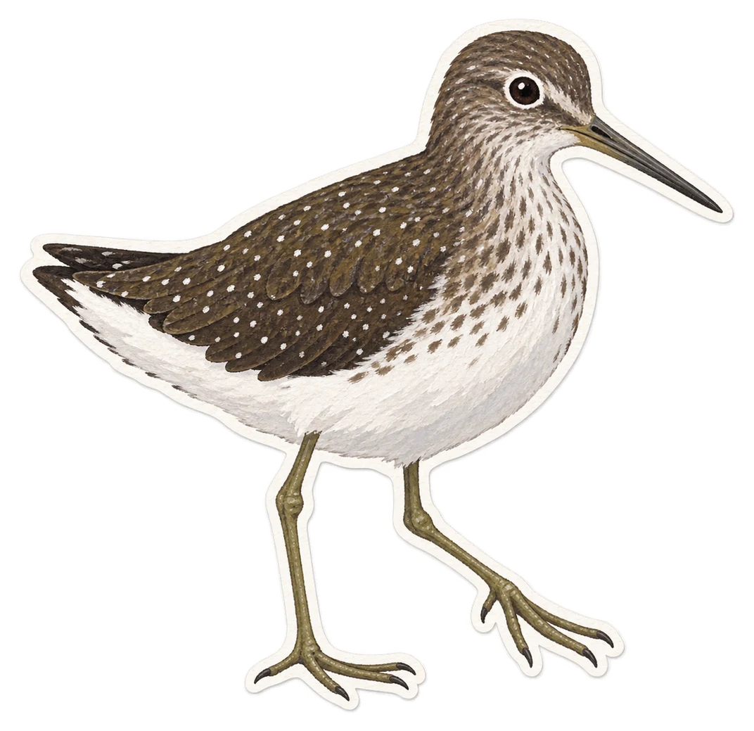 Le chevalier cul-blanc (Tringa ochropus)