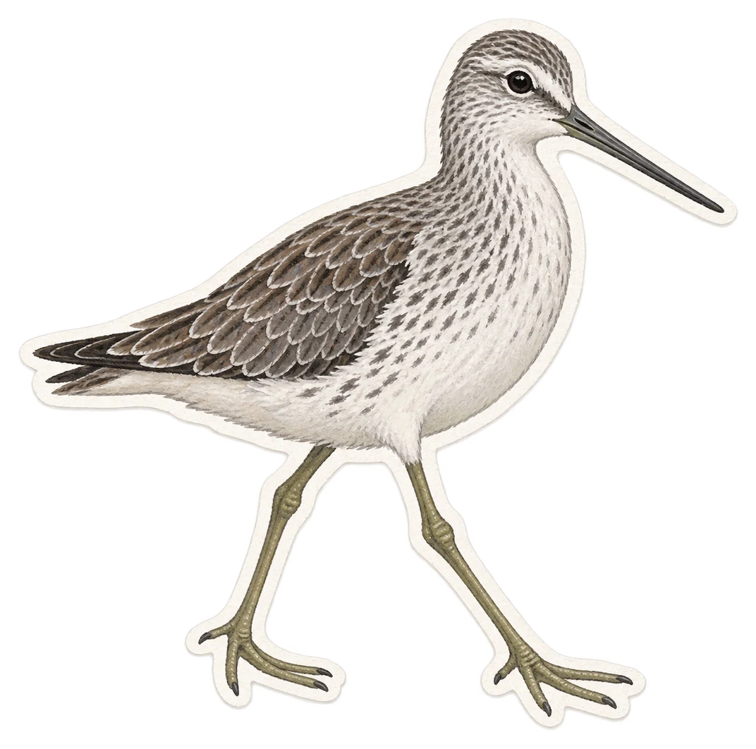 Le chevalier errant (Tringa incana)