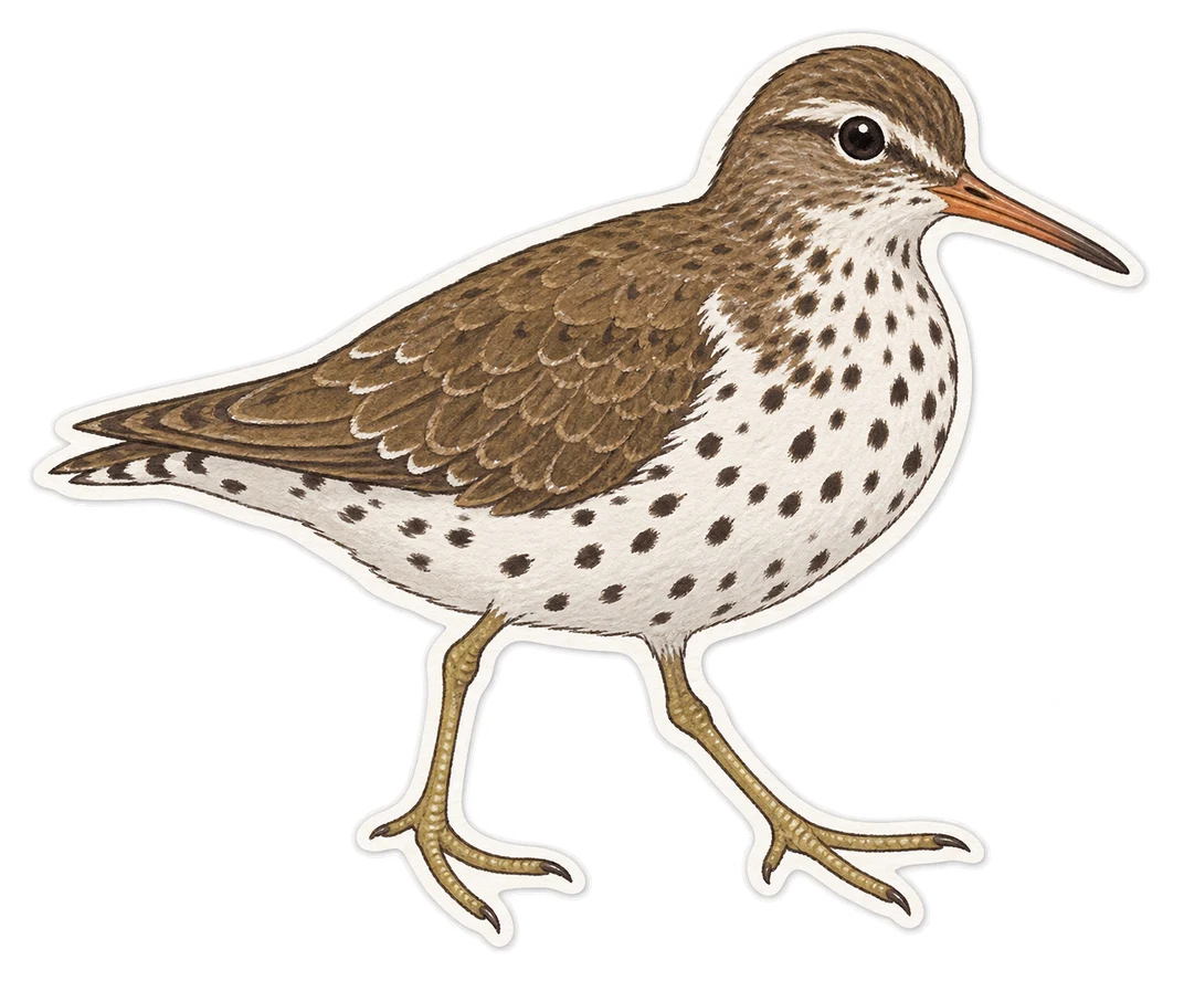Le chevalier grivelé (Actitis macularius)
