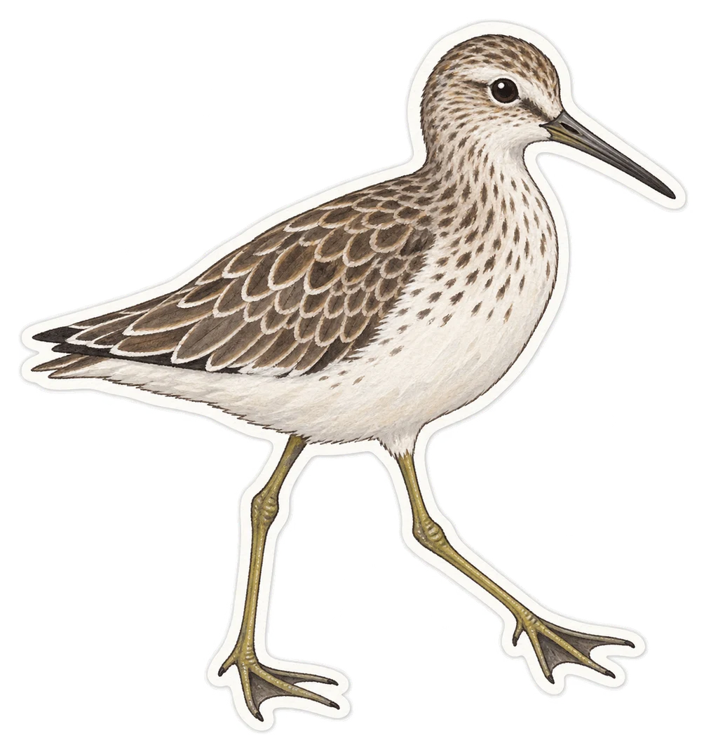 Le chevalier semipalmé (Tringa semipalmata)