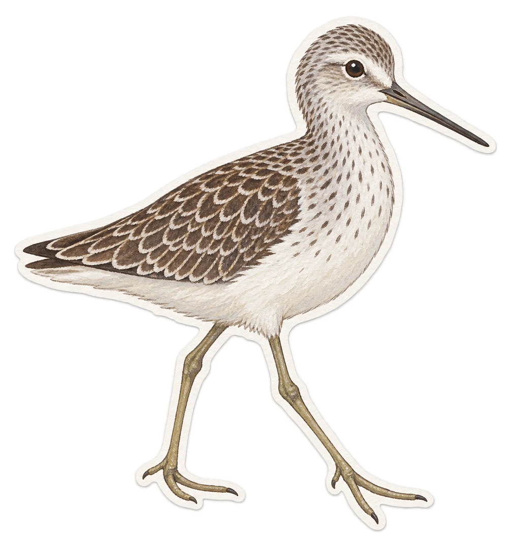 Le chevalier stagnatile (Tringa stagnatilis)