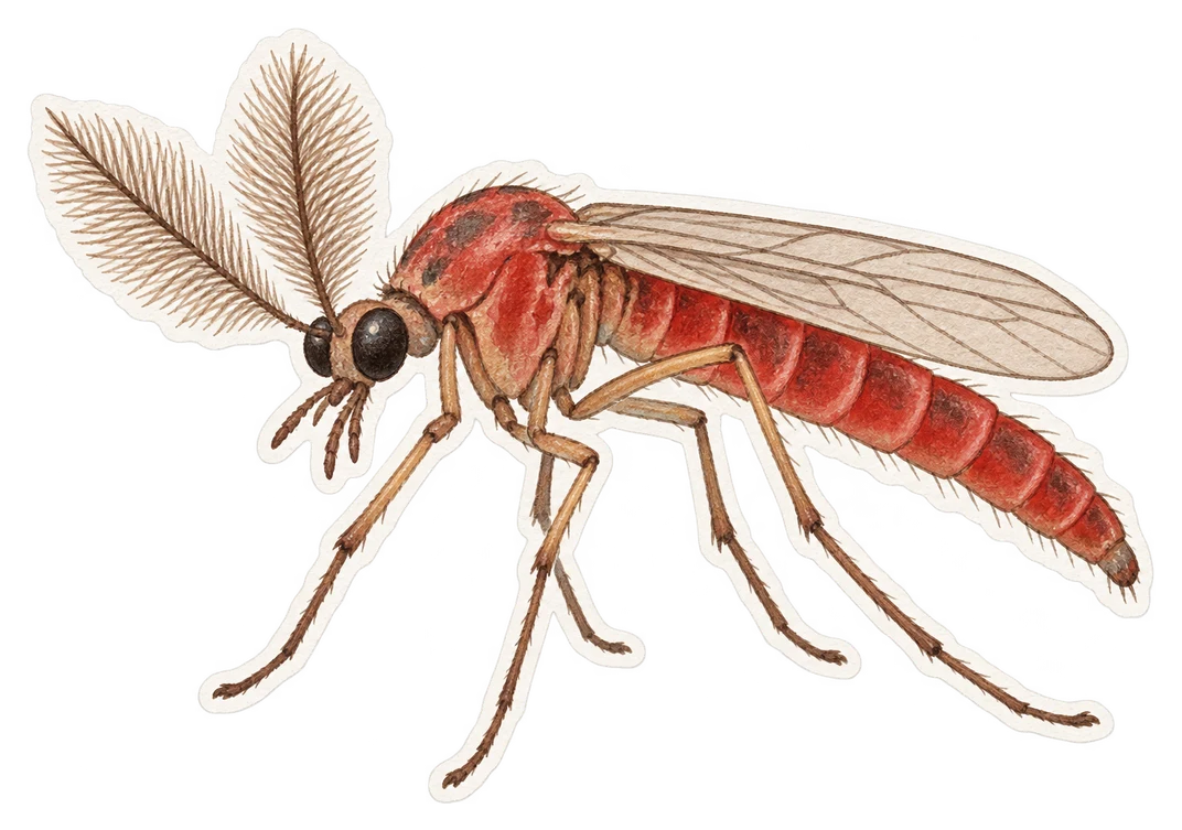 Le chironome plumeux (Chironomus plumosus)