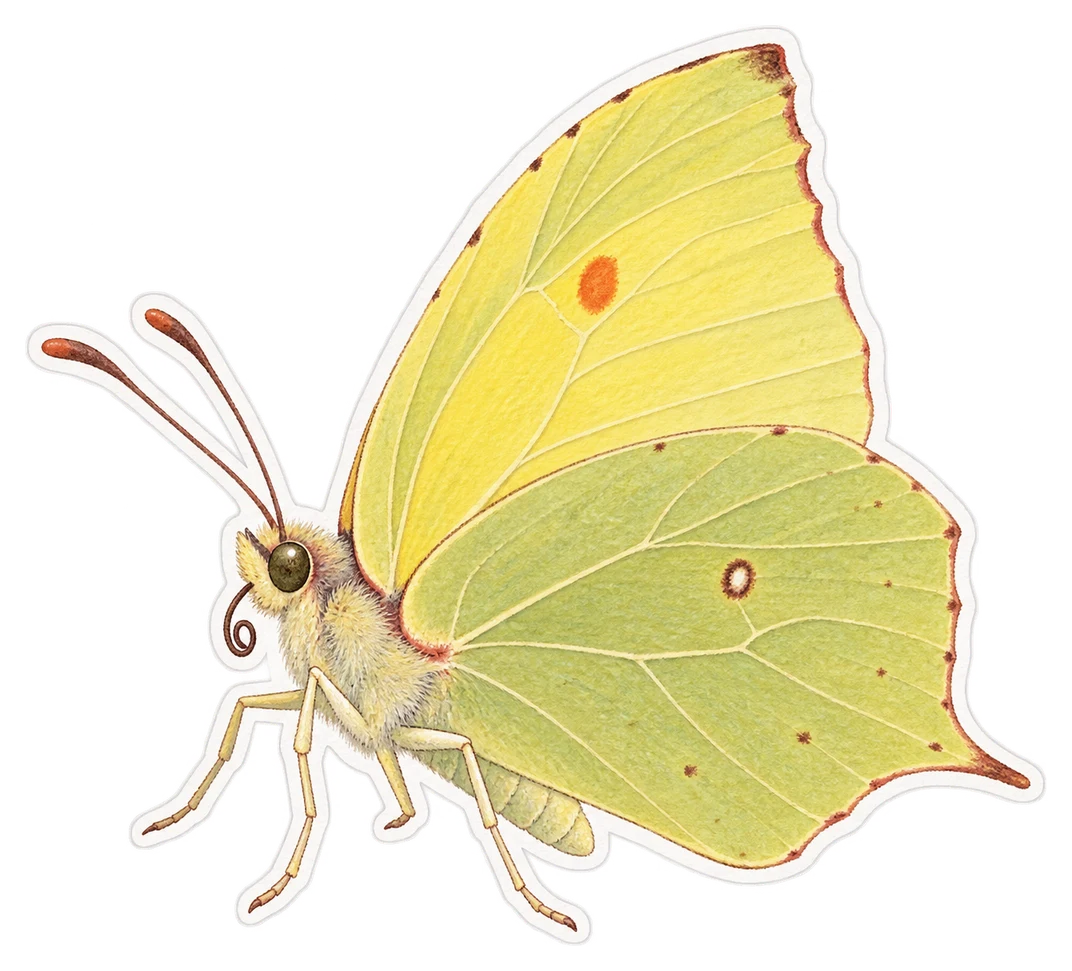 Le citron de Provence (Gonepteryx cleopatra)