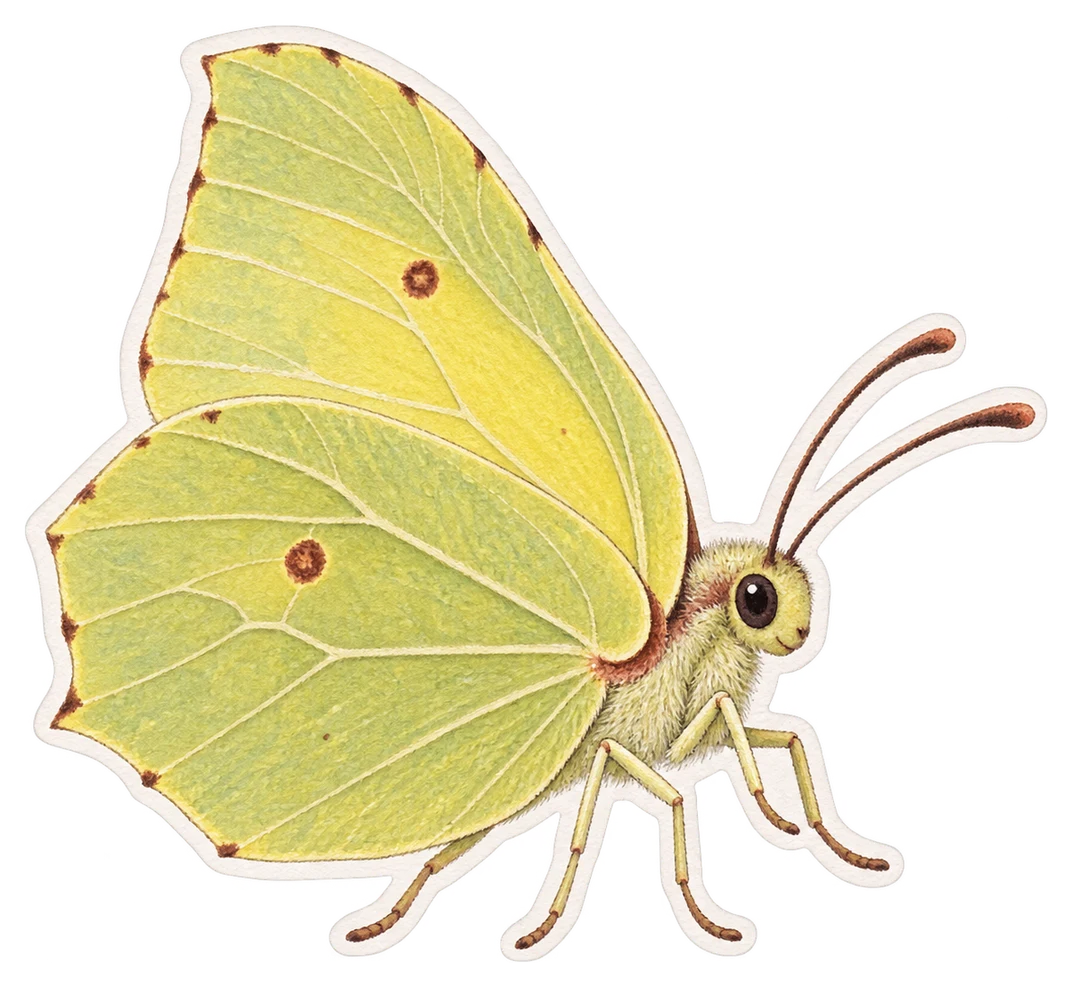 Le citron (Gonepteryx rhamni)