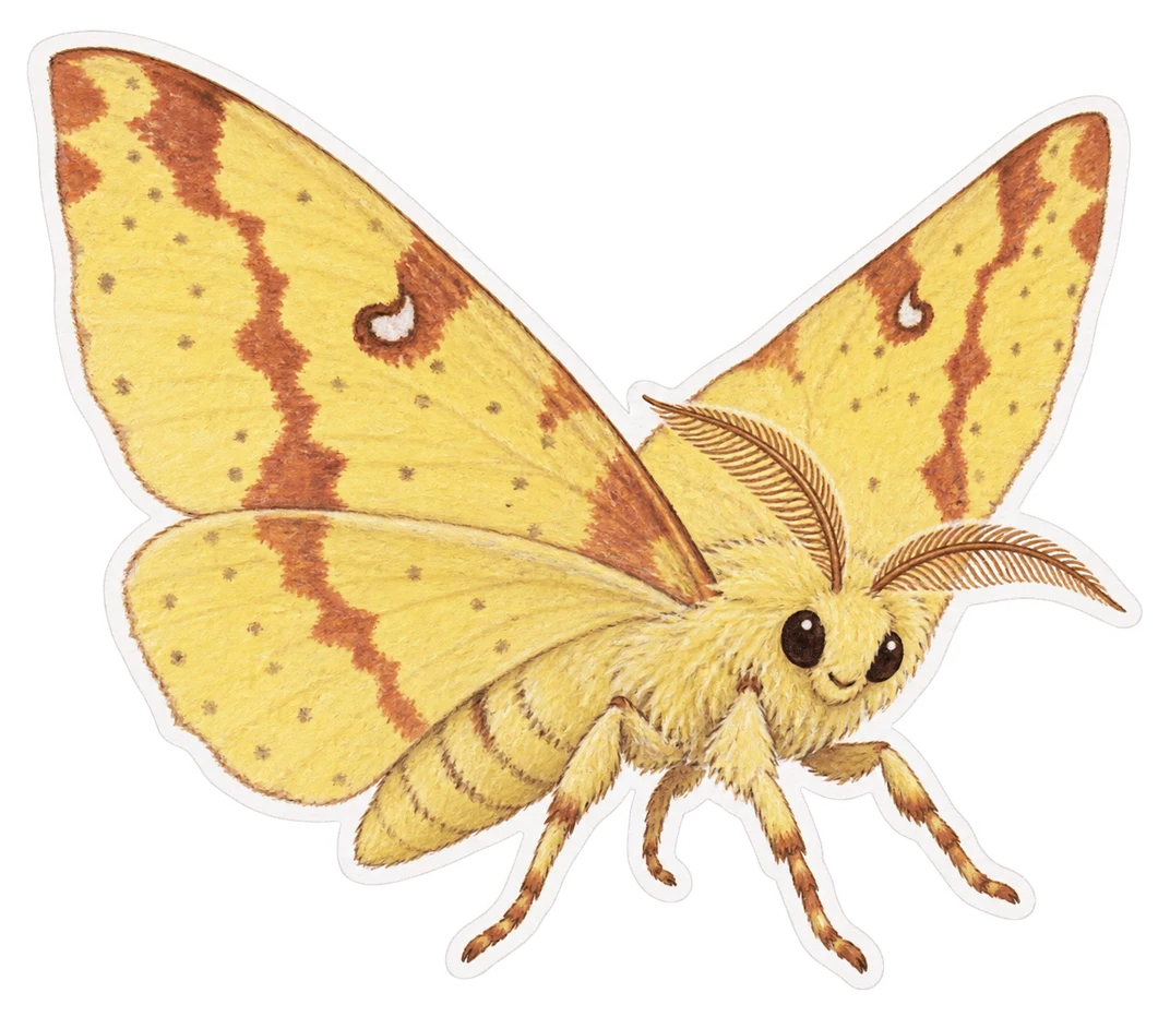 La citronnelle rouillée (Opisthograptis luteolata)