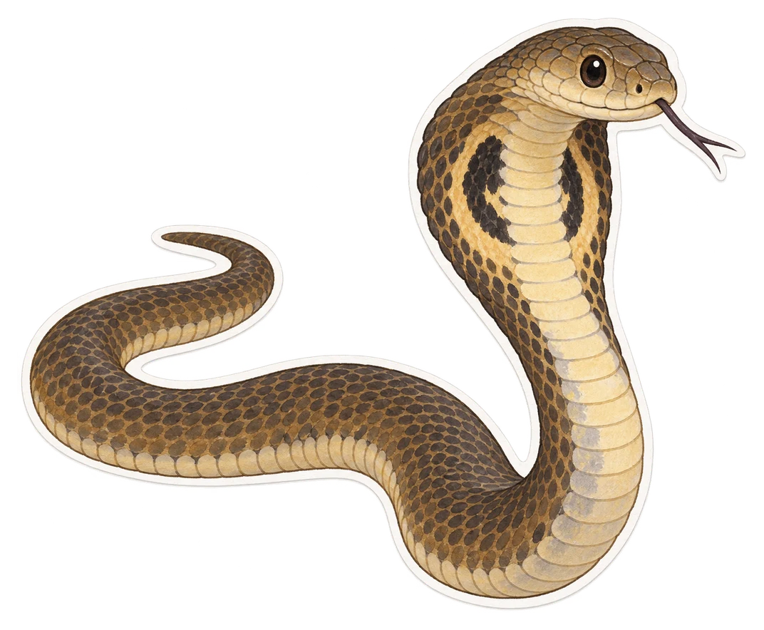 Le cobra cracheur siamois (Naja siamensis)
