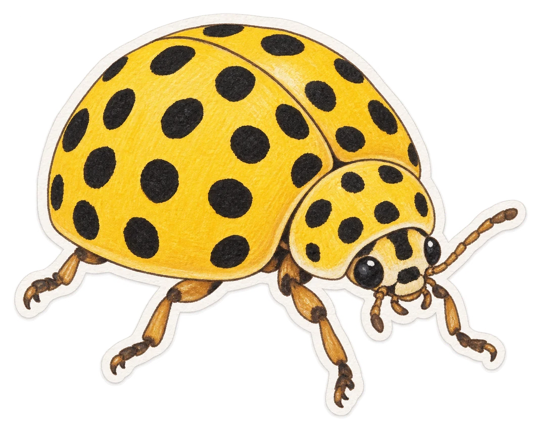 La coccinelle à vingt-deux points (Psyllobora vigintiduopunctata)