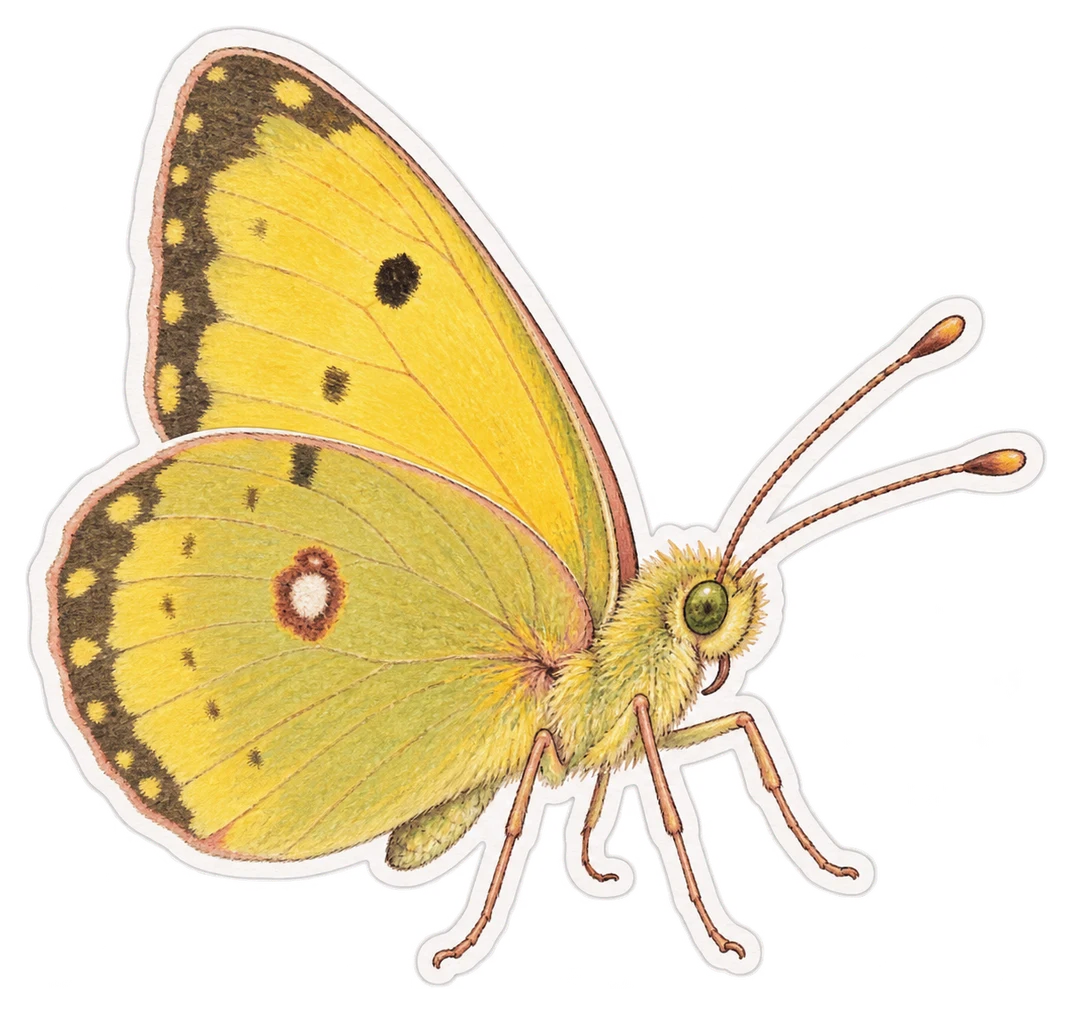 Le coliade du trèfle (Colias philodice)