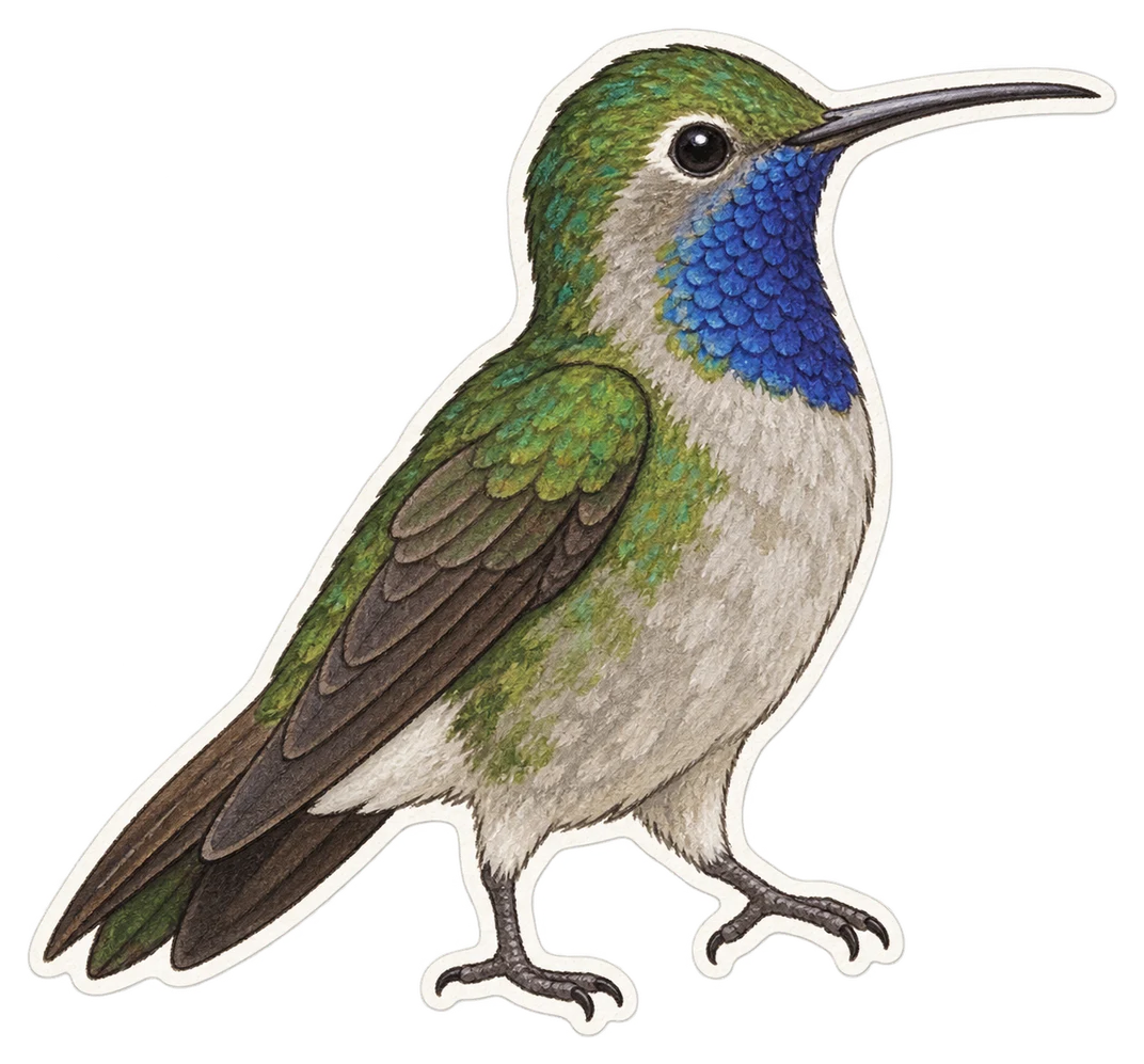 Le colibri à gorge bleue (Lampornis clemenciae)