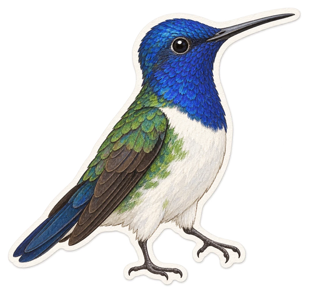 Le colibri à tête bleue (Cyanophaia bicolor)