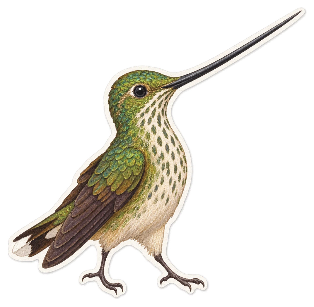 Le colibri porte-épée (Ensifera ensifera)