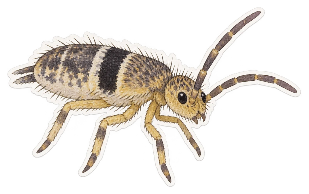 Le collembole ceinturé (Orchesella cincta)