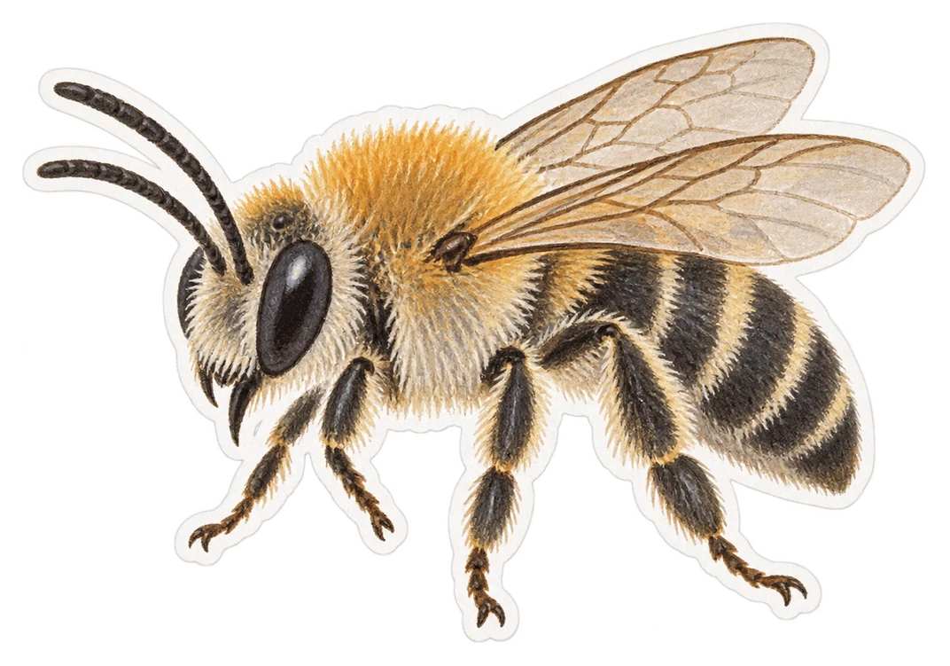 Le collète de Davies (Colletes daviesanus)