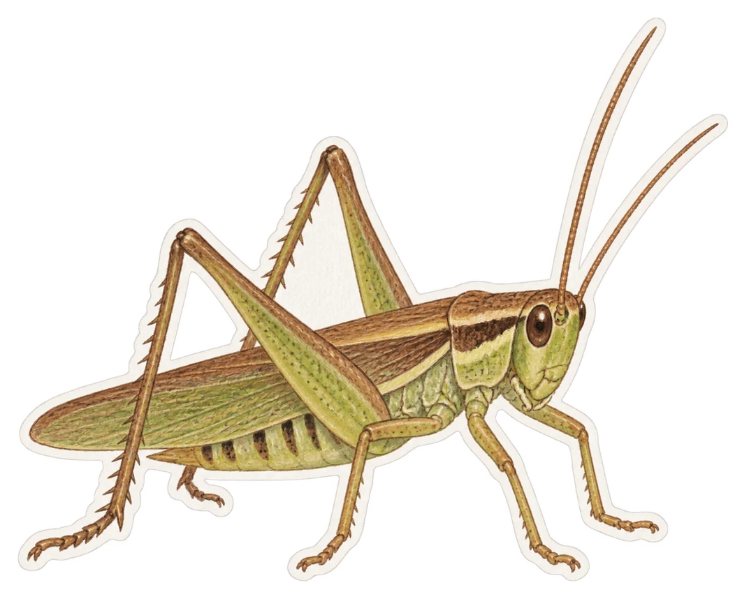 Le conocéphale bigarré (Conocephalus fuscus)