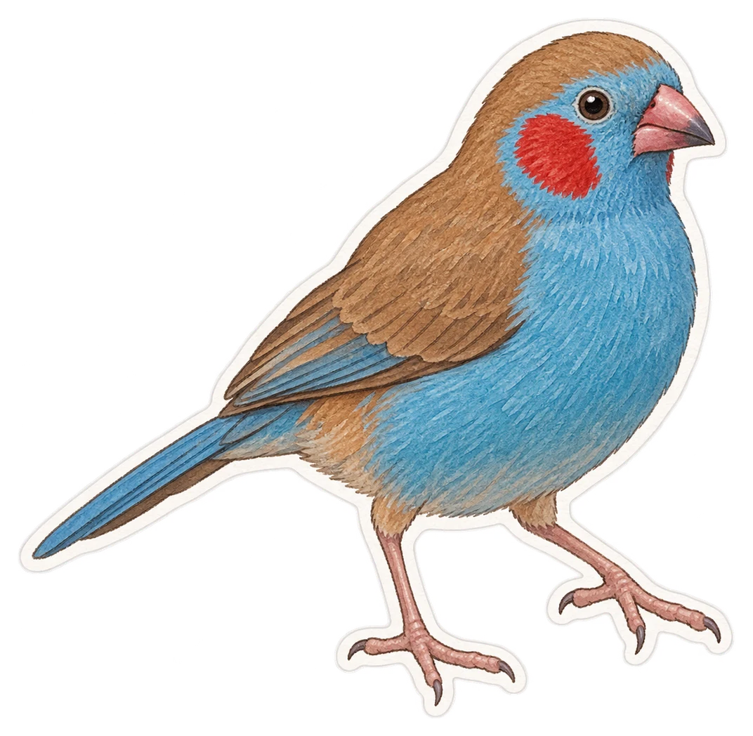 Le cordonbleu à joues rouges (Uraeginthus bengalus)