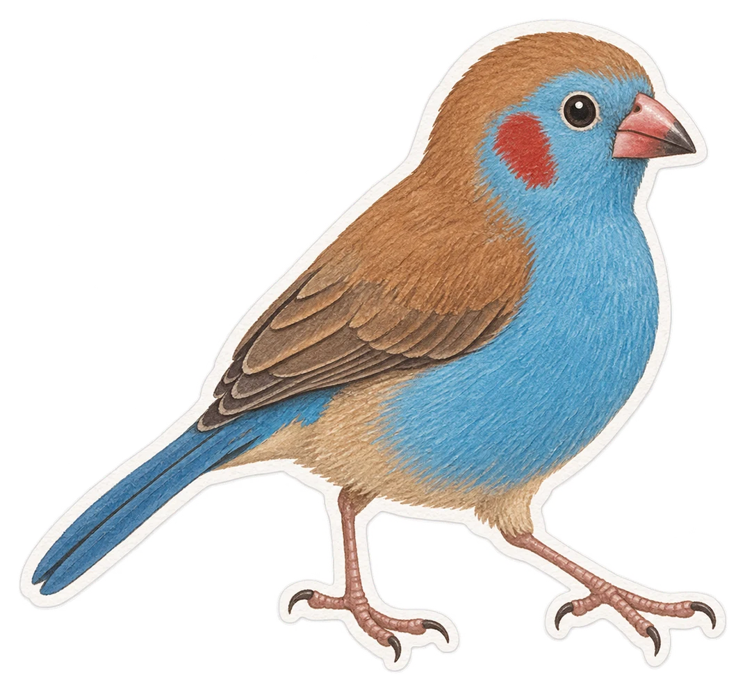 Le cordonbleu d'Angola (Uraeginthus angolensis)