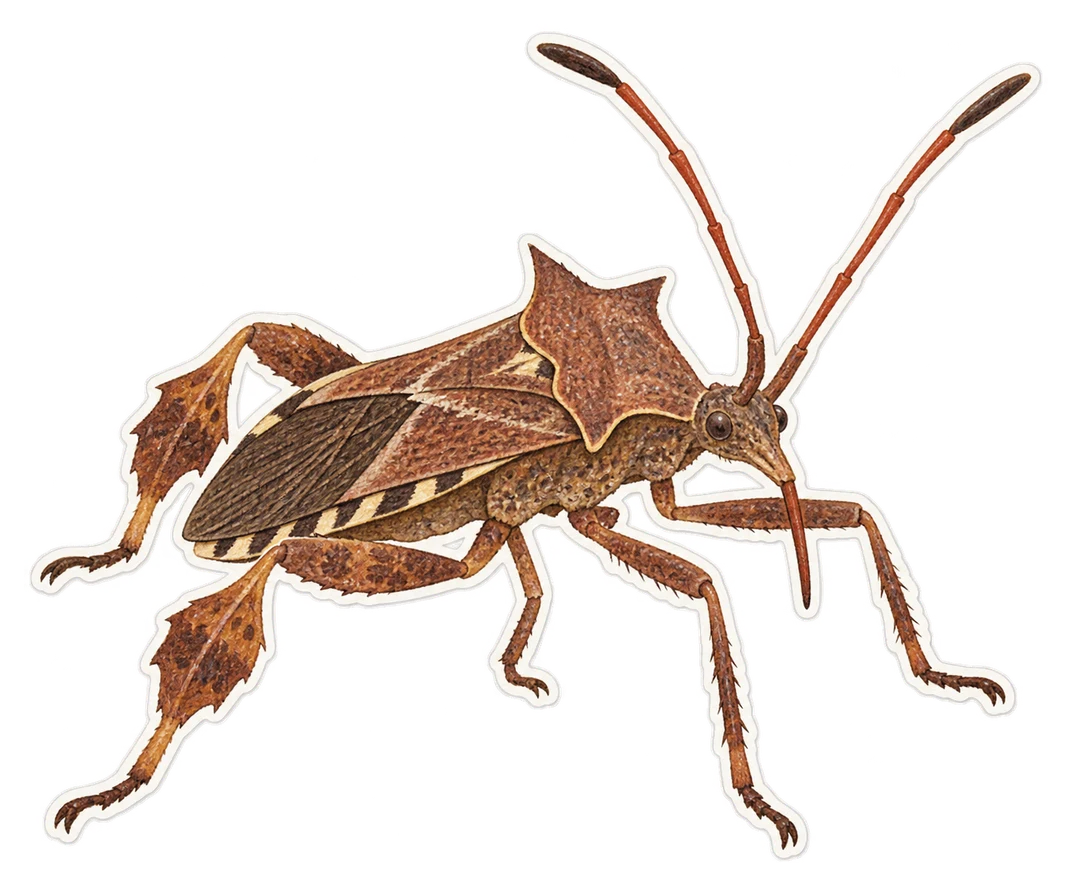 La corée marginée (Coreus marginatus)