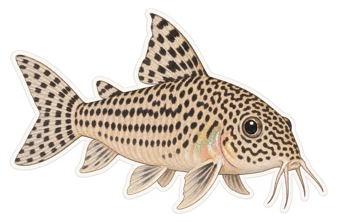Le corydoras julii (Corydoras julii)