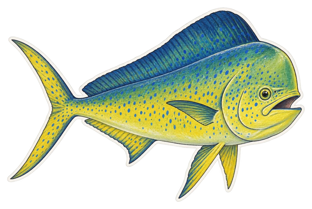 La coryphène commune (Coryphaena hippurus)