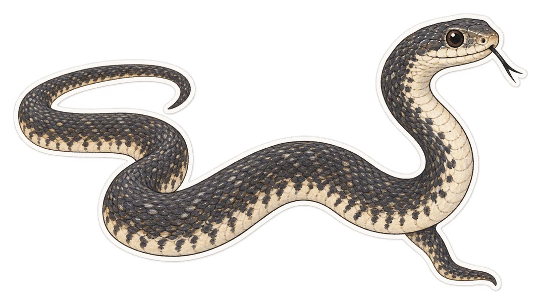 La couleuvre agile (Coluber constrictor)