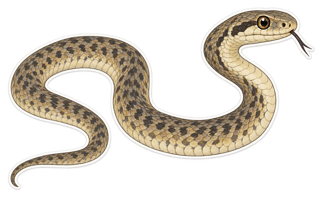 La couleuvre de Montpellier (Malpolon monspessulanus)