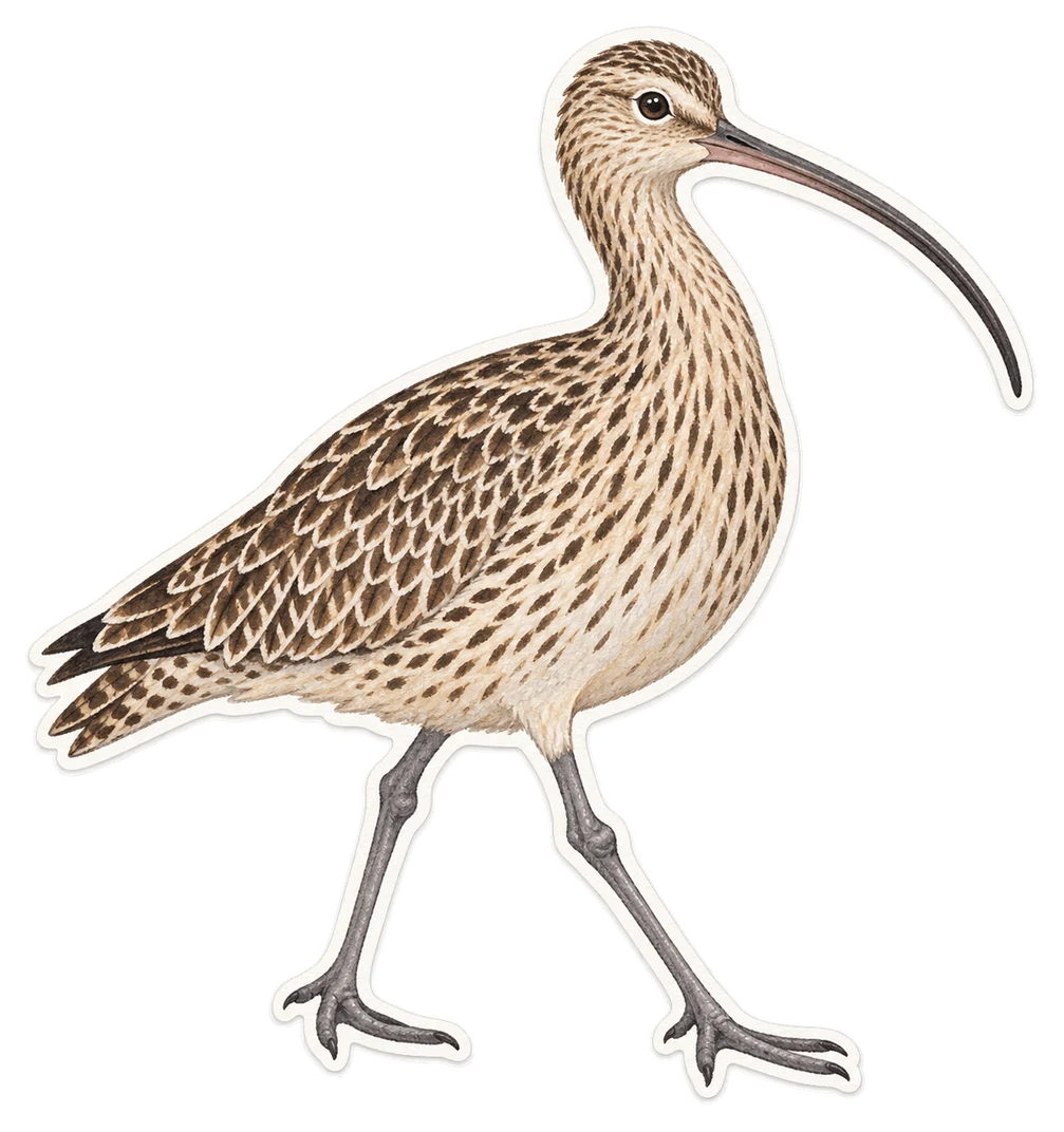 Le courlis de Sibérie (Numenius madagascariensis)