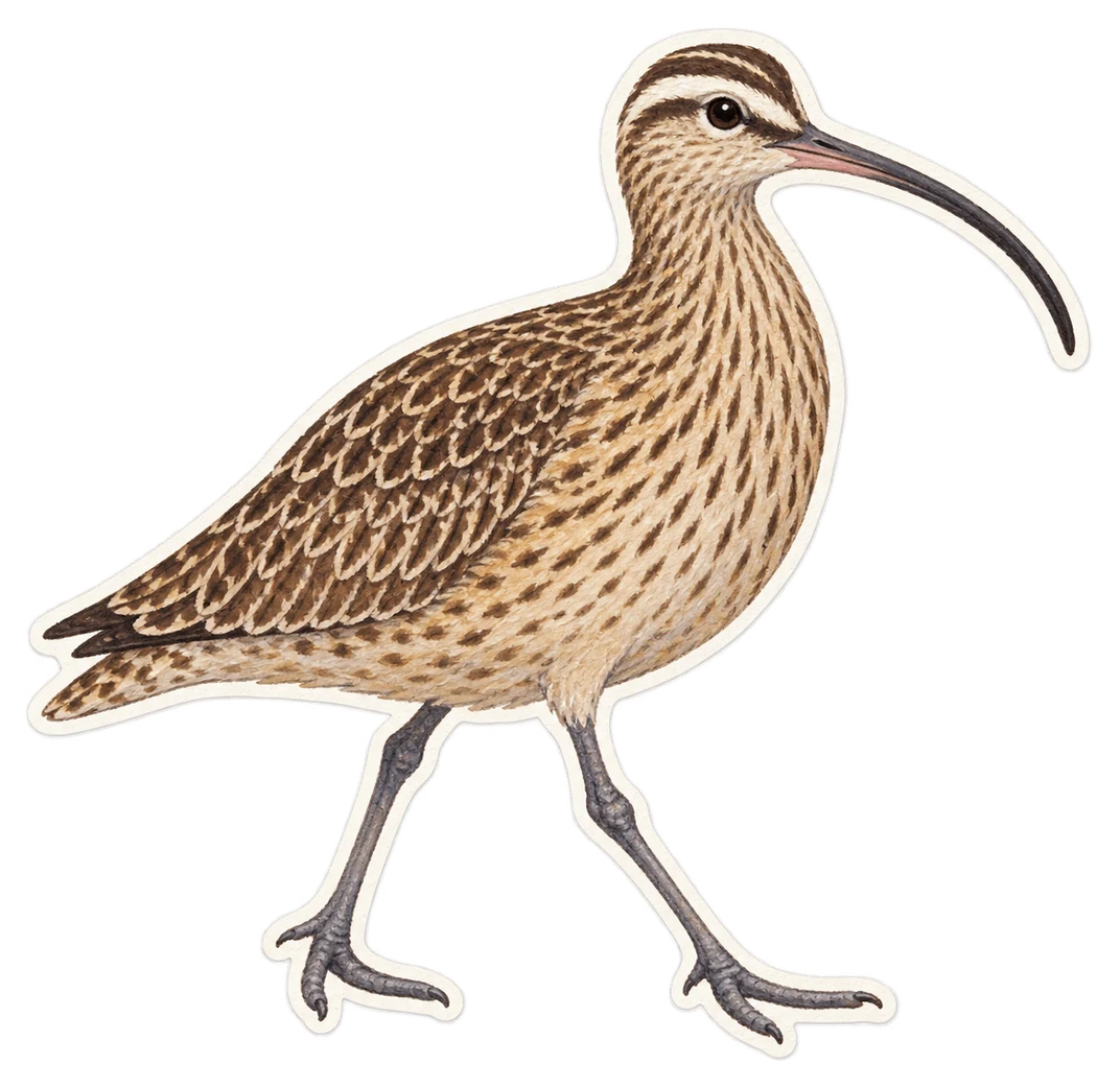 Le courlis esquimau (Numenius borealis)