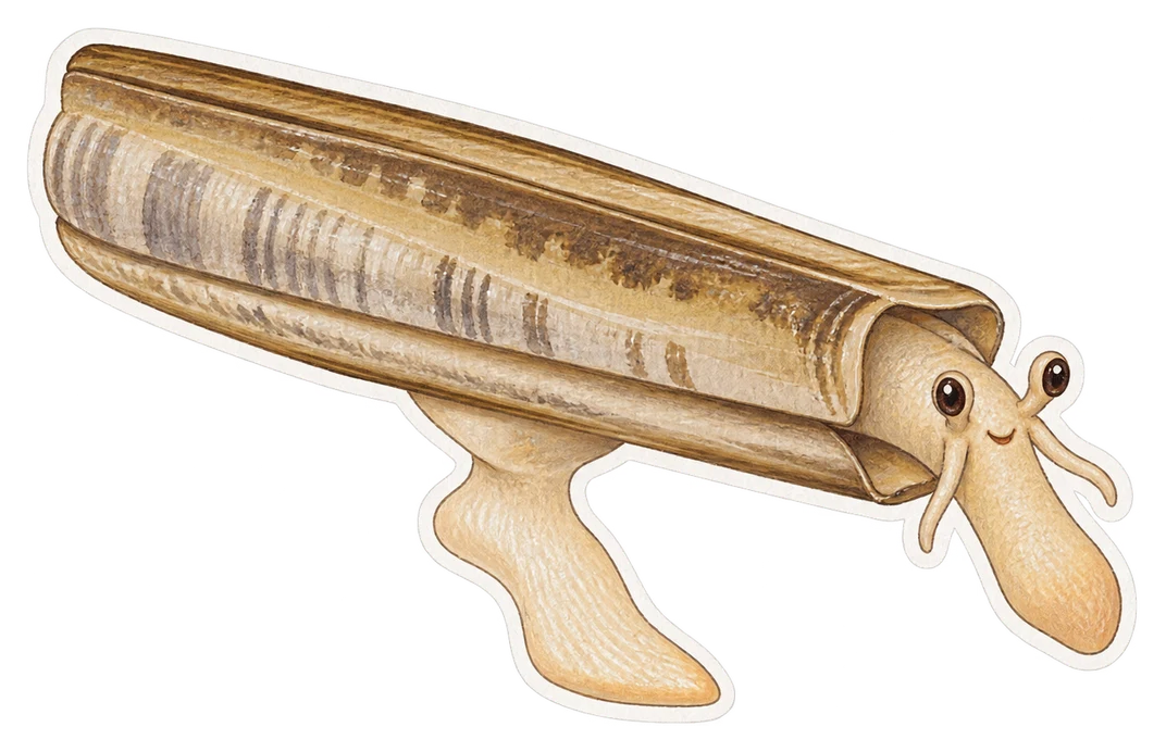 Le couteau commun (Ensis ensis)