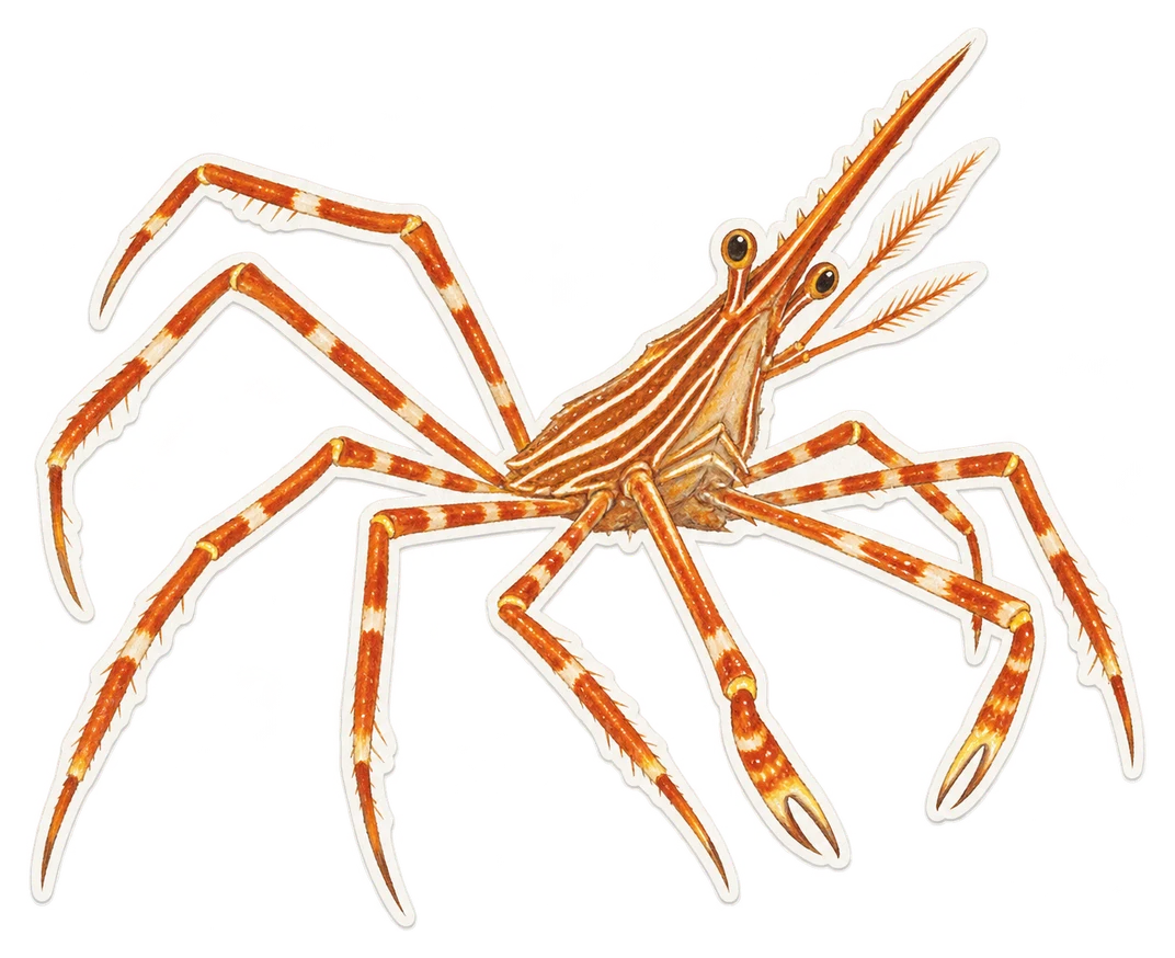 Le crabe flèche (Stenorhynchus seticornis)