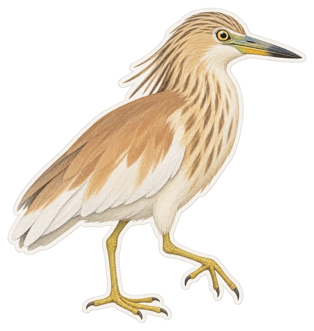 Le crabier blanc (Ardeola idae)