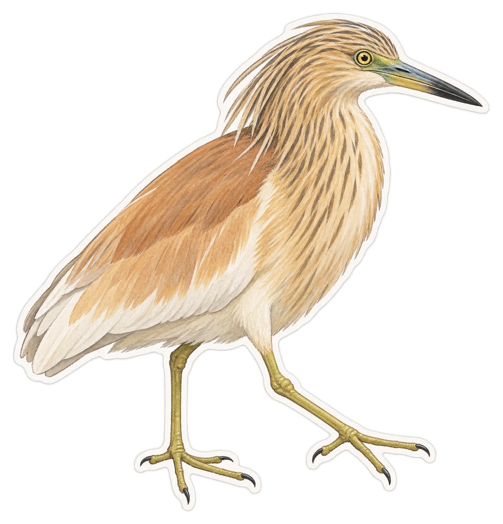 Le crabier chevelu (Ardeola ralloides)