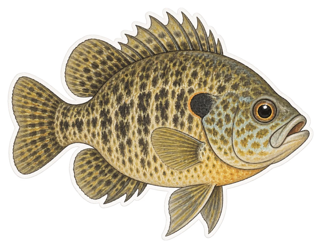 Le crapet de roche (Ambloplites rupestris)